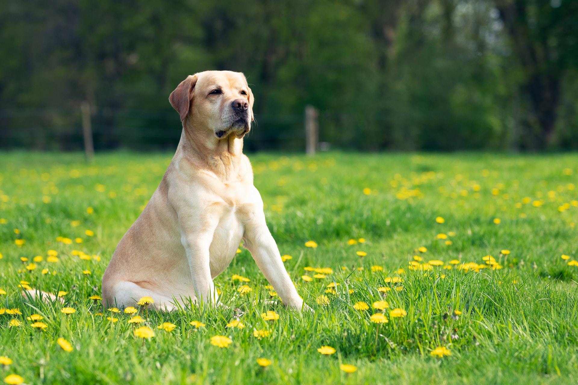 How do I help my dog if he/she has a gag reflex? post thumbnail image