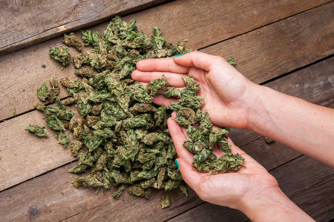 The best way to pick a mail order marijuana using an online retailer post thumbnail image