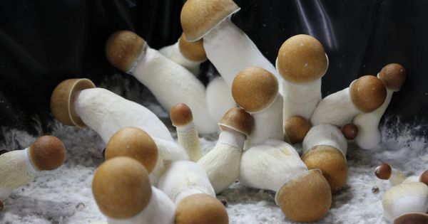 How do penis envy mushrooms work? post thumbnail image