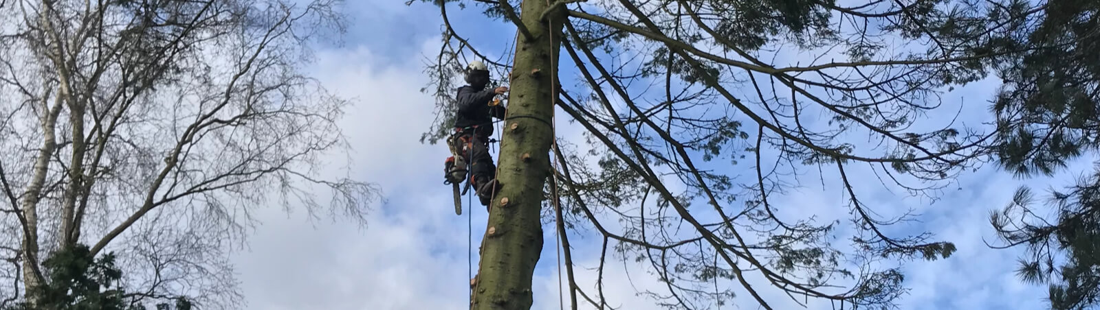 Who Is A Tree Surgeon Norfolk? post thumbnail image