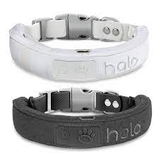 Wireless Dog Fence Collars: The Future of Pet Containment post thumbnail image