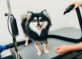 Dog Blow Dryer – Is It Acquiring Widely Famous? post thumbnail image