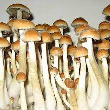 How can i get quality on the web shroom post thumbnail image