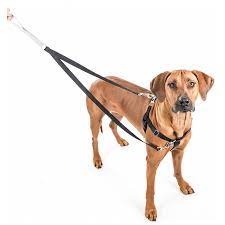 Tough, changeable and cozy-big dog harness post thumbnail image