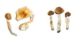 Shrooms toronto provides you premium quality magic mushrooms post thumbnail image