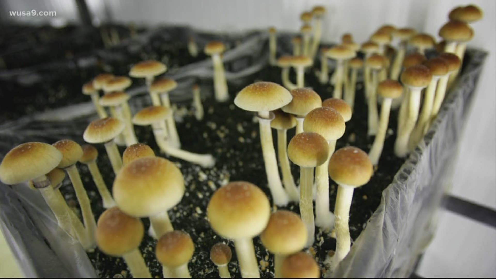 How Magic Mushrooms Might Help Treat Emotional Health Problems post thumbnail image