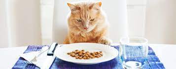 Best Pet Food Brands to Buy – Find the Perfect Nutritional Balance in these Five High Quality Meals post thumbnail image