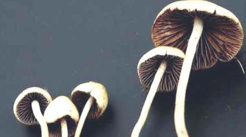 Secret Fresh mushrooms – The Thing That Makes Folks Include These to Their Dietary Plan? post thumbnail image