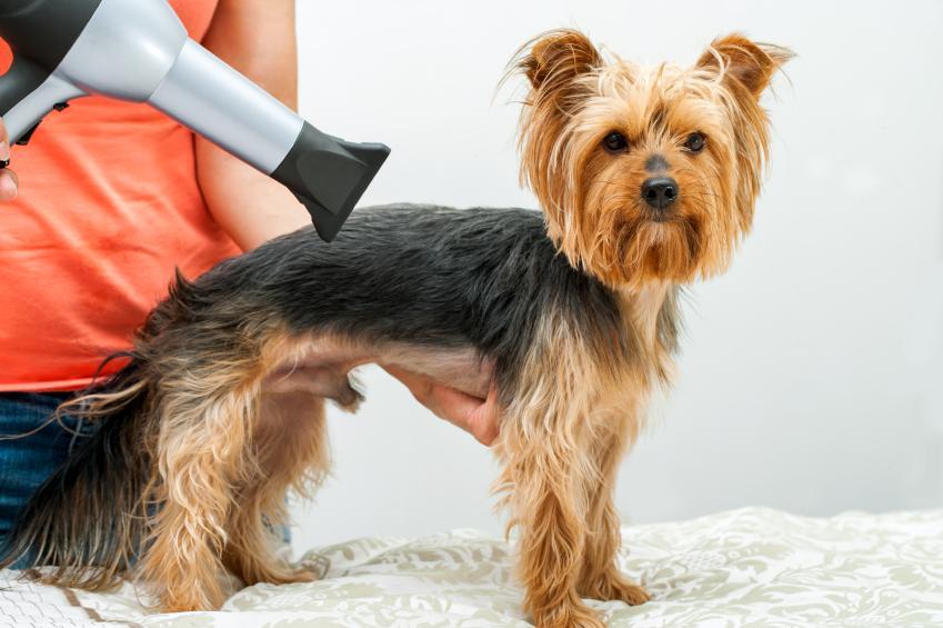 Why A Groomer Should Purchase Canine Blow Dryer? post thumbnail image