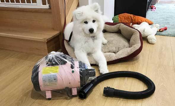 Best Help guide to Picking the best Dog Hair Dryer post thumbnail image